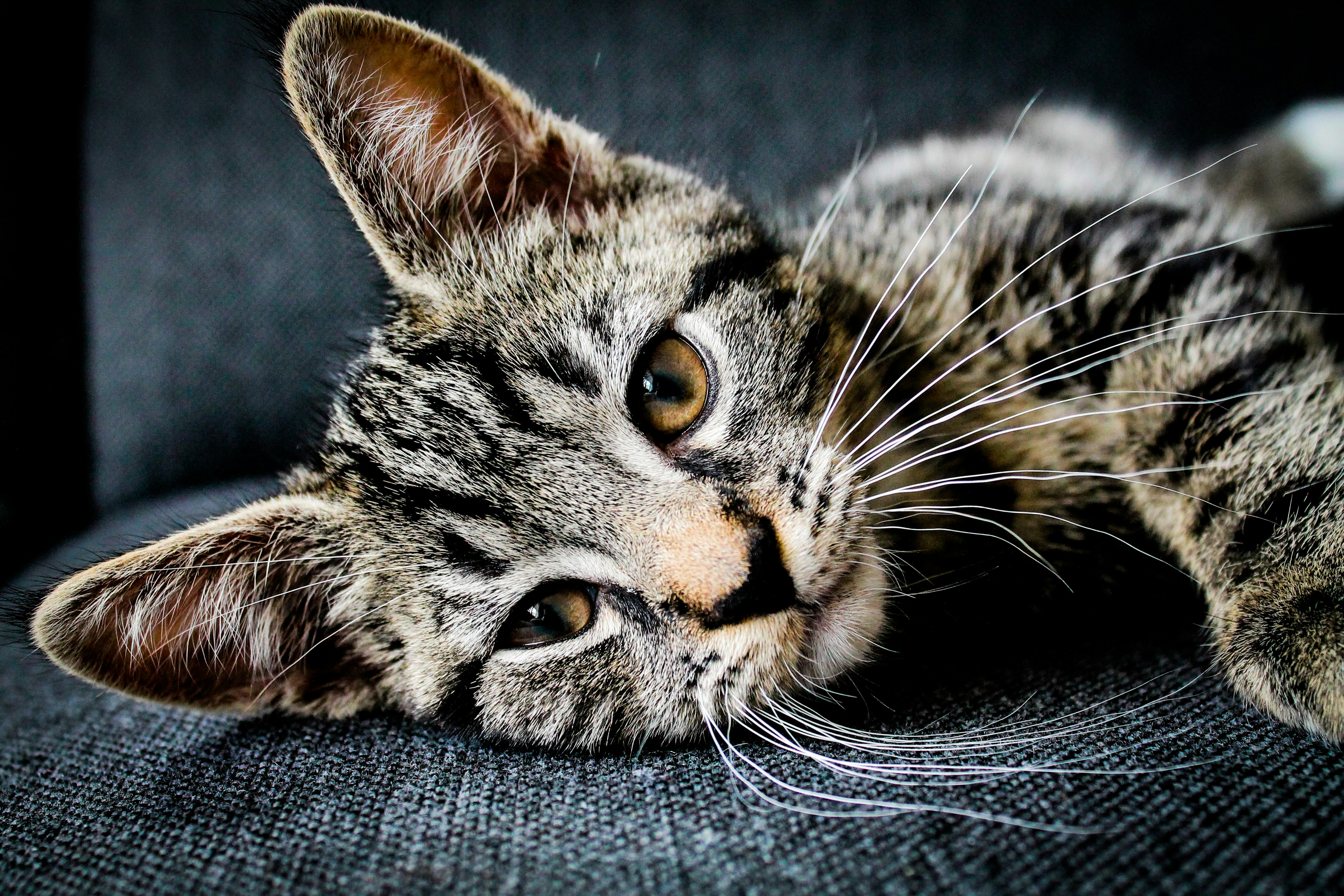 brown and black tabby cat lying on gray cushion